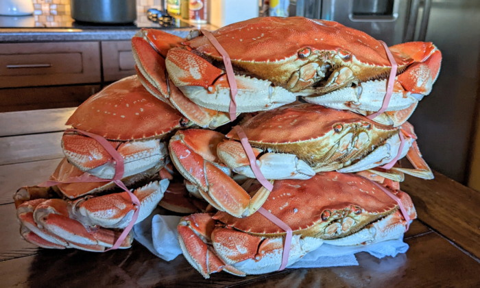 Dungeness crab